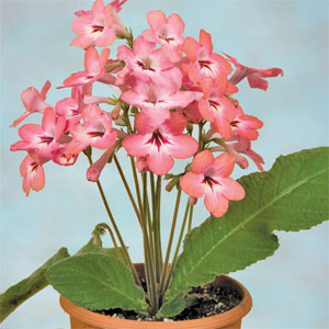پامچال دماغه ای